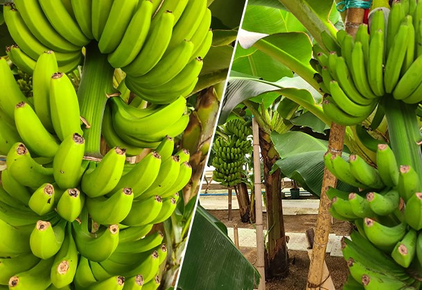 「伊賀の友」は、美味しくて栄養満点のバナナを栽培しています